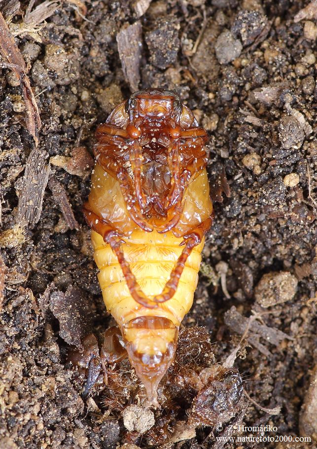 chroustek letní, Amphimallon solstitiale, Scarabaeoidea, Melolonthidae (Brouci, Coleoptera)
